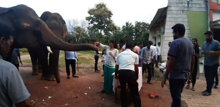 जंगल में काटा केक  , धूमधाम से मनाया गया नन्हे हाथी  'विश्वा' का  बर्थ डे