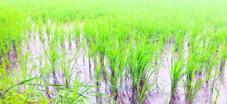 हर रोज हो रही बारिश से सड़ रही धान, बीमारियों के प्रकोप से चिंतित हो रहे किसान