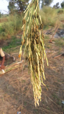 धान में खैरा रोग का कहर, राख बन रही बालियां - किसानों के अरमानों पर पानी फिरा