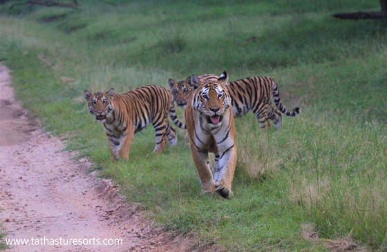 The death of another lion cub in Tiger Safari - Experts could not even save lives The death of another lion cub in Tiger Safari - Experts could not even save lives