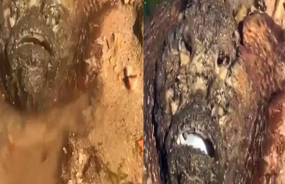 एक ऐसी जहरीली मछली, जिसके जहर की एक बूंद भी कर देगी पूरा शहर तबाह एक ऐसी जहरीली मछली, जिसके जहर की एक बूंद भी कर देगी पूरा शहर तबाह