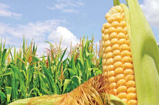 Corn festival dishes made in 100 ways will be the center of attraction at the Corn Festival
