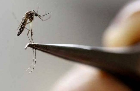 डेंगू का कहर : उपराजधानी में 82 हजार जगहों पर लार्वा मिला