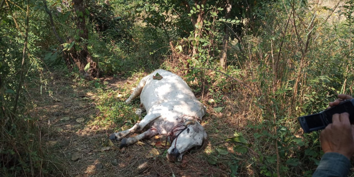 Tiger knocked in the village, hunted cattle tied to the brothel