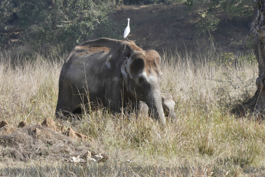  उत्तराखंड : हाथियों की तबाही रोकने रेडियो कॉलर का होगा प्रयोग 