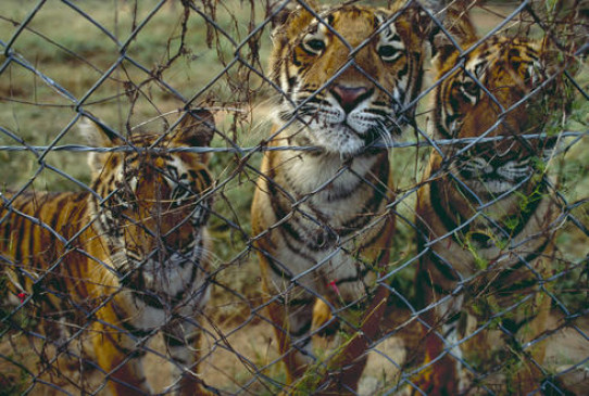Now 8 tigers came from Chandrapur in Gorewada
