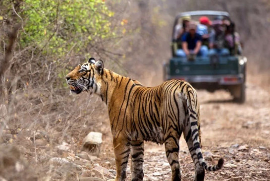 Ranthambore National Park: जब पर्यटक वाहन के पीछे दौड़ी बाघिन, देखें वीडियो