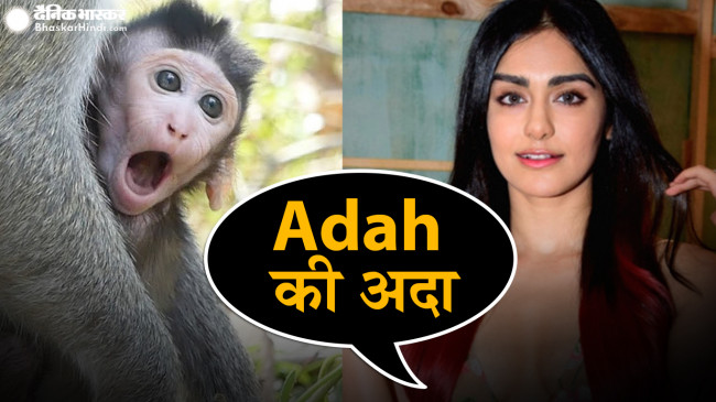 TROLL: बंदरों से की अंग्रेजी में बात, बॉलीवुड की ये एक्ट्रेस हुई ट्रोल