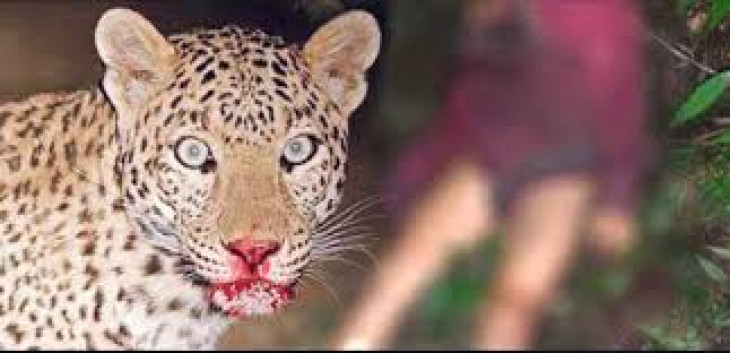 Leopard photos captured in trap camera for the first time in Nayagaon