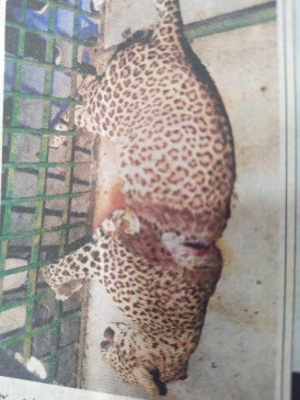 Negligence took the life of a leopard, it was injured by being trapped in the wires laid by the poachers