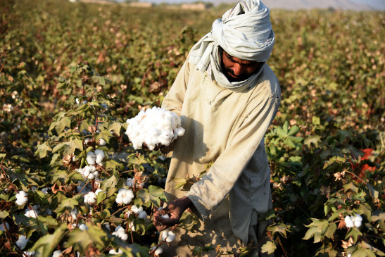 Record reduction in cotton yield in Pakistan