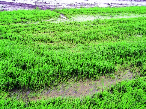Rs 15 crore 65 lakh sanctioned for affected by floods and heavy rain