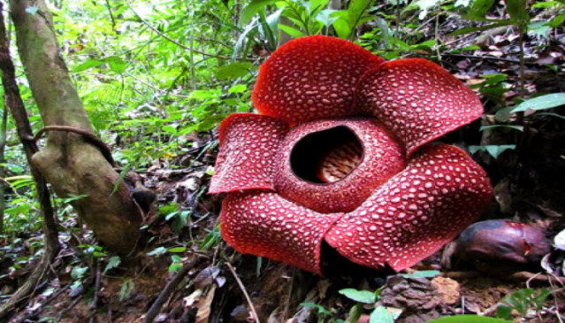 Ajab Gajab: इंडोनेशिया के जंगल में वैज्ञानिकों को मिला दुनिया का सबसे बड़ा खिला हुआ फूल