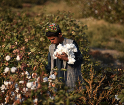 Strong demand for Indian cotton in overseas market, 20 lakh bales exports