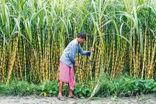 Sugarcane growers will be in a bad state due to agreement with Brazil