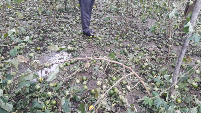 The oranges that were spread on the ground - hail like rains, crops spoiled