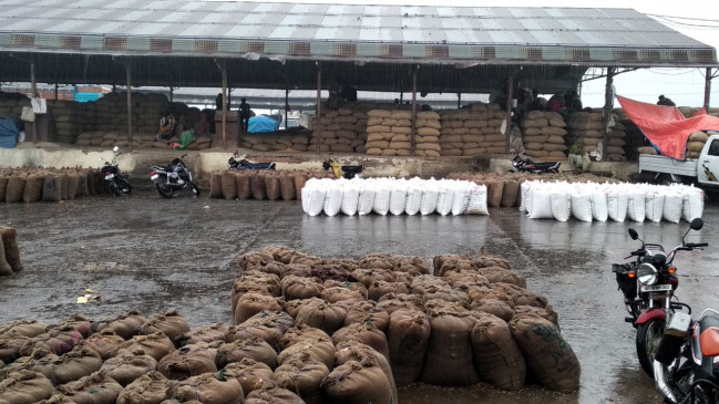 Thousands of quintal maize soaked in rain - late night rains cause damage