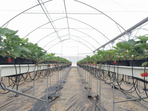 Tibet: Science and technology contribute more than 50 percent in agriculture and animal husbandry industry