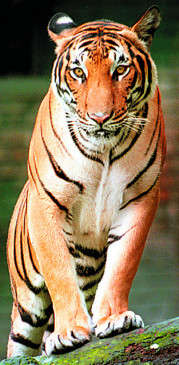 नागपुर के  शहरी वन परिक्षेत्र में भी अब बाघों की होगी गणना,रिजर्व फॉरेस्ट एरिया में काम शुरू