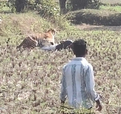 बाघ का हमला: एक महिला को मौत के घाट उतारा, तीन लोगों को किया घायल, देखें वीडियो