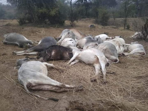  उप्र : बिजली का तार गिरने से गौशाला में 21 गायों की मौत 