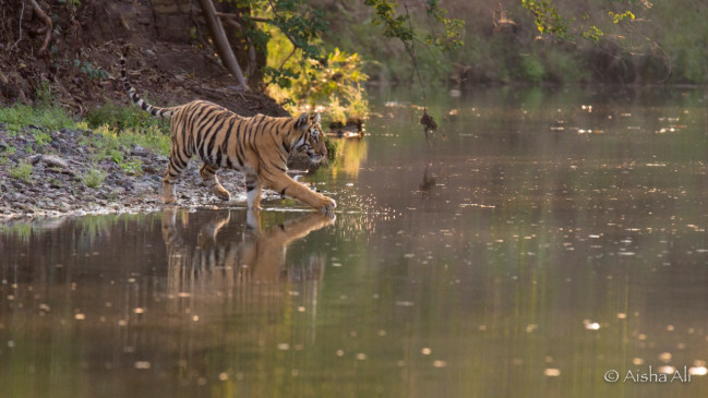 15 new wild animals will come in White Tiger Safari