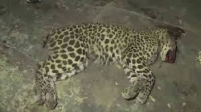 24 years later, got relief leopard murder charge