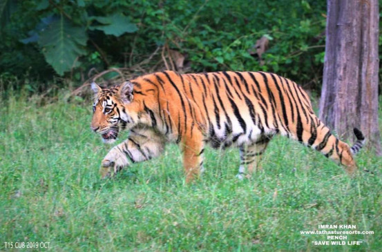 3 hunters caught in the forest of Dharkundi, tiger pair was on target