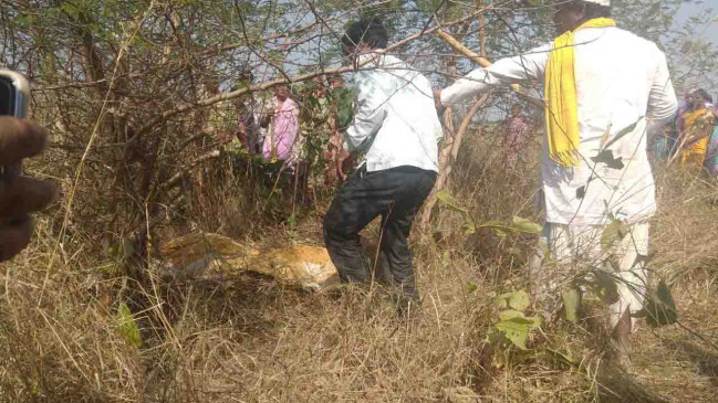 Farmer killed in tiger attack in Tadoba adjacent buffer zone