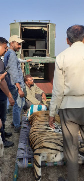Forest Vibrator caught man-eating tiger in Jhirpa, people were in panic