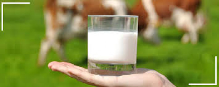 Government will take action to prevent adulteration of milk