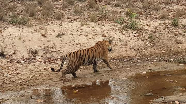 Tiger hunted two cows, ran pastor to save his life, the department made Munadi