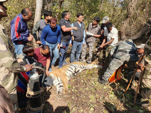 Tigress found fit in health checkup, changed caller ID