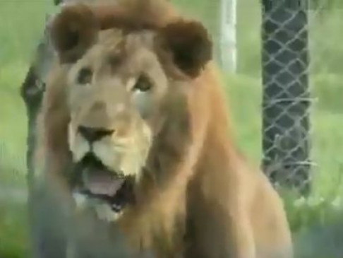 When the circus lion gained independence after 13 years