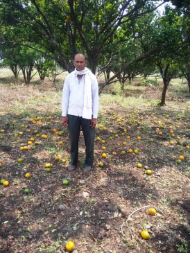 Heavy damage to orange and mango crops along with hail rabi crops in Tamia-Jamai Heavy damage to orange and mango crops along with hail rabi crops in Tamia-Jamai