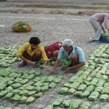 Beedi demand is decreasing year after year, Tadupatta collection also reduced
