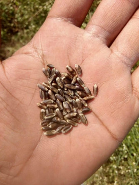 Black wheat will fight against serious diseases like heart, cancer and diabetes