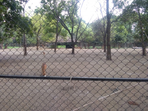 Corona effect, Maharajbagh wildlife is suffering due to heat