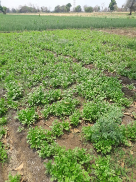 Green coriander used to earn well - this year farmers are distributing it for free