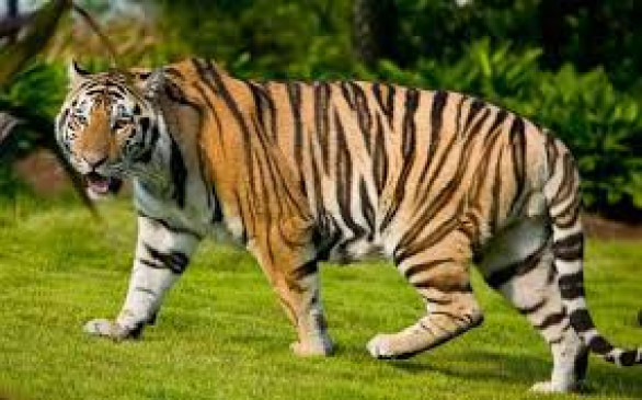 हाईअलर्ट : महाराजबाग-गोरेवाड़ा रेस्क्यू सेंटर को मिला मुस्तैद रहने का निर्देश, अमेरिका के चिड़ियाघर में बाघ कोरोना पॉजिटिव