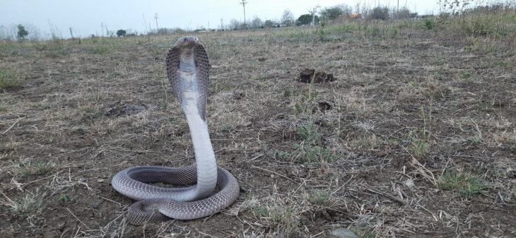 Poisonous snakes began to emerge as the summer progressed, more than a dozen incidents in 10 days