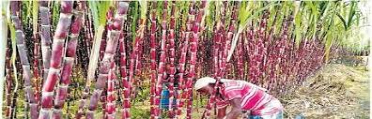 Sugarcane harvesting workers trapped in lockdown will be able to go to their village