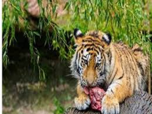 the Pandharkawada Wildlife Department is involved in the Melghat tiger project