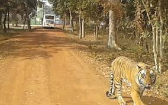 Tiger jumps in the forest  collars id tiger completed 3 thousand km journey