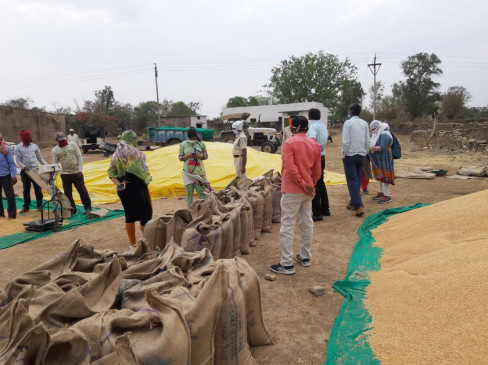 Wheatless wheat is becoming a problem, returning farmers from procurement centers