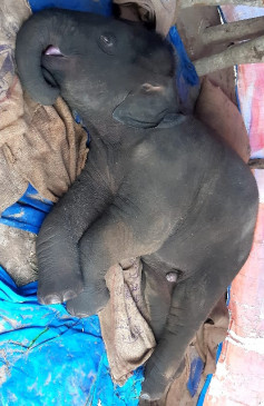 बांधवगढ़ में 13 माह के हाथी के बच्चे की मौत