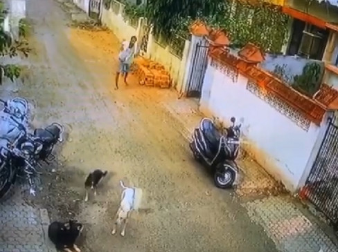 Brick used to kill dogs, case surfaced with CCTV footage, FIR lodged