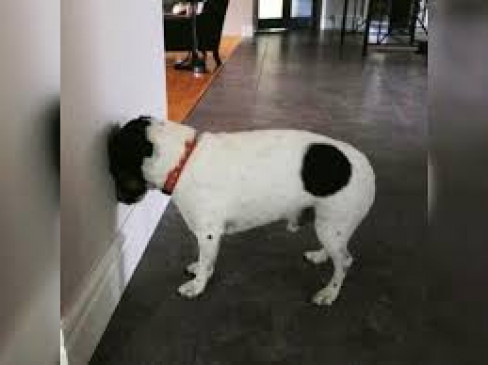 Exemption of pets from private vehicles for treatment