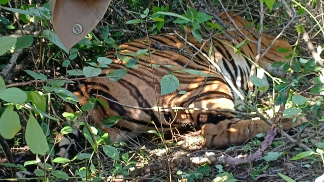  बेहोश किए जाने के कुछ ही मिनटों में बाघ की मौत 
