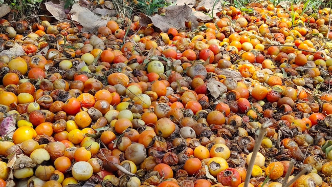 Trees fell due to strong wind, rain, crops deteriorated - tomatoes, bitter gourd, Gilkey fields